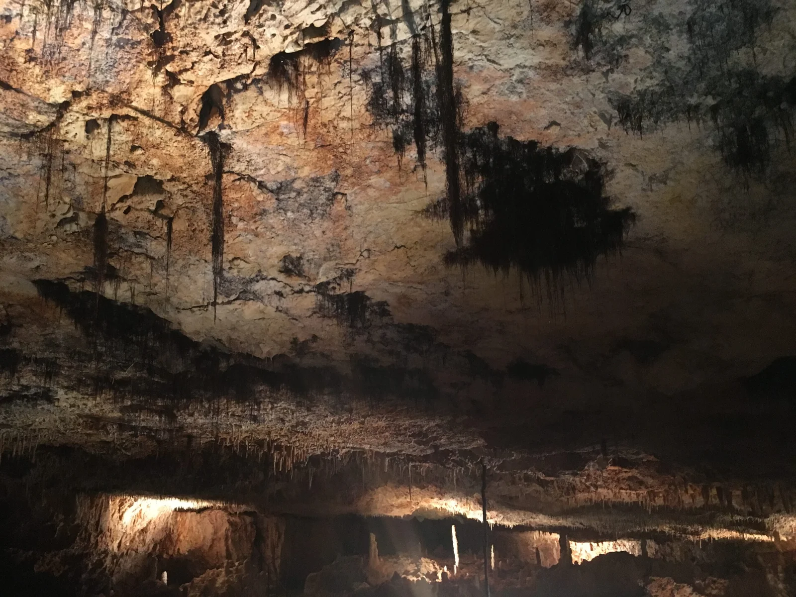 Racine d&#039;arbres dans la Grotte Aven Forestière - Ardèche