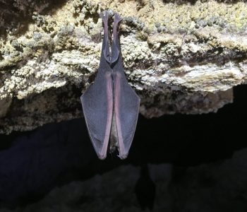 Grotte-Aven-Forestière-