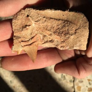 Atelier fossile