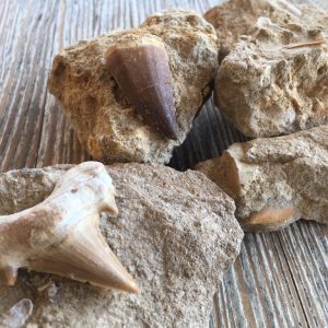 Atelier fossile
