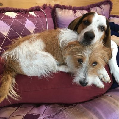 Grotte-aven-forestiere-chiens-bienvenus