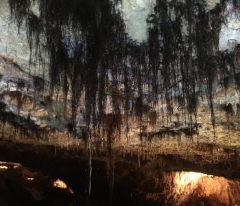 Grotte-aven-forestiere-systeme-racinaire-arbres